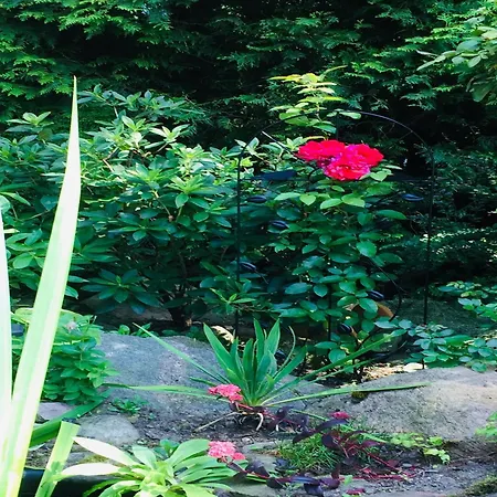 Near Forest And In Pomeranian 別荘