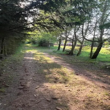 Near Forest And In Pomeranian *