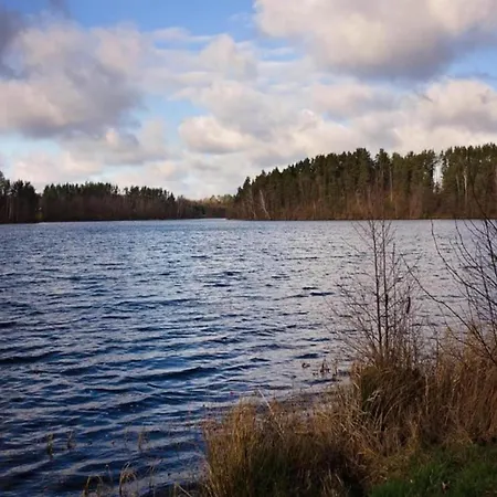 Near Forest And In Pomeranian Łyśniewo