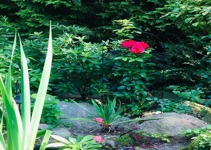 Near Forest And In Pomeranian Tatil Evi