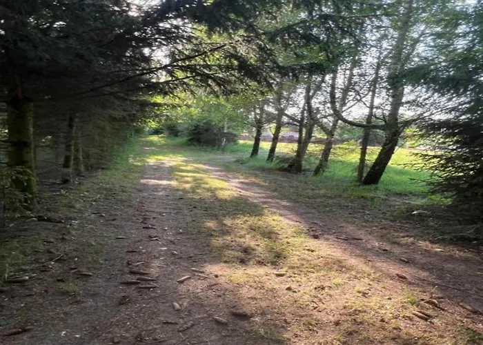 Near Forest And In Pomeranian *