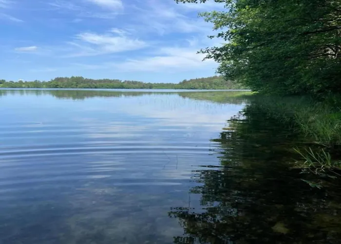 Near Forest And In Pomeranian